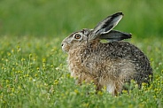 Hare