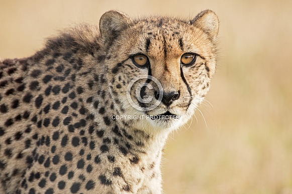 Cheetah close up