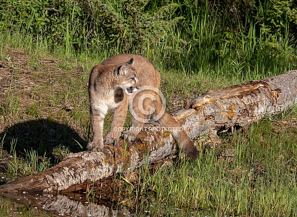 Juvenile Mountain Lion