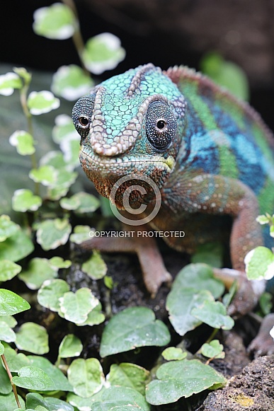Panther Chameleon (Furcifer Pardalis) Panther Chameleon (Furcifer Pardalis)