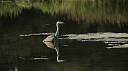 Heron