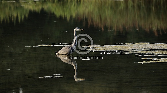 Heron