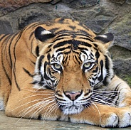 Sumatran Tiger