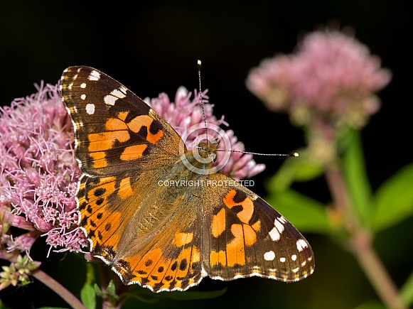 Painted Lady (Vanessa cardui)