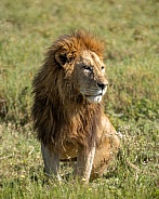 Profile of a male lion looking into the sunrise