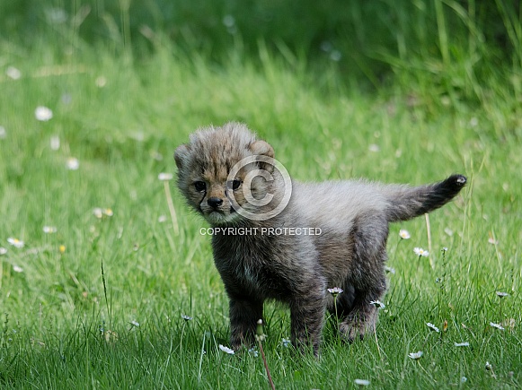 Cheetah cub Cheetah cub