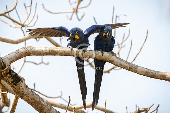 hyacinth macaw close up on a palm tree in the nature habitat