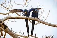 hyacinth macaw close up on a palm tree in the nature habitat