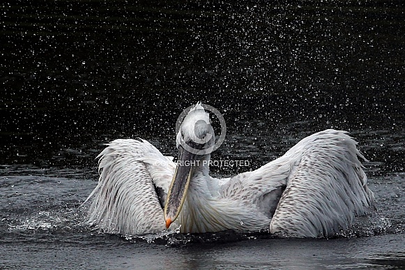 Dalmatian pelican Dalmatian pelican