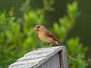 female Northern Cardinal - Cardinalis cardinalis - Perched on roof of bird nesting box curiously looking at camera with blurred green tree background