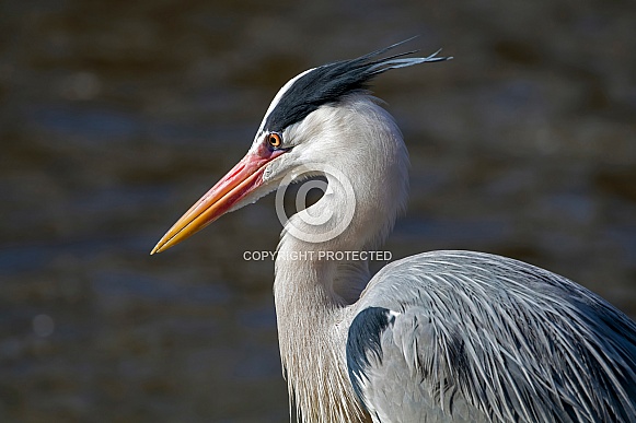 Grey Heron (Ardea cinerea)