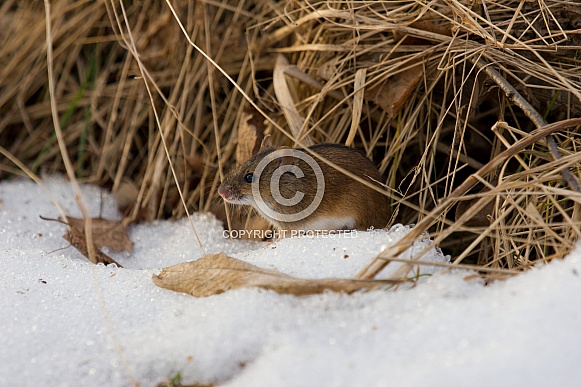 Striped Field Mouse Striped Field Mouse