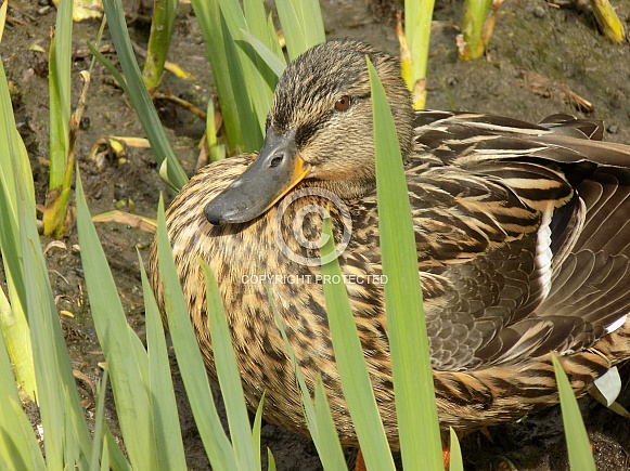 Female mallard duck