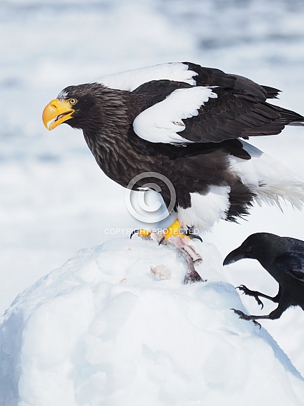 Steller's Sea Eagle Steller's Sea Eagle