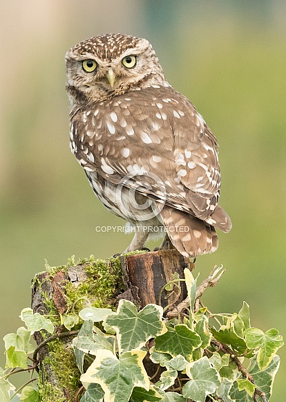 Little Owl