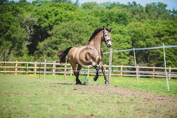 Dun Horse Bolting