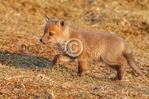 Red fox cub