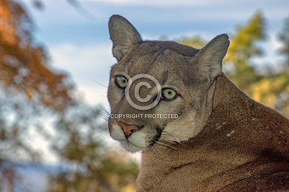 Mountain Lion Portrait