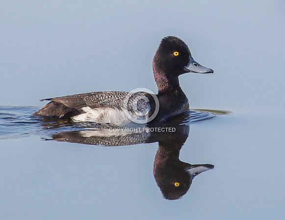 Male Goldeneye Duck