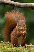 Red Squirrel