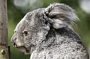 Koala Side Profile