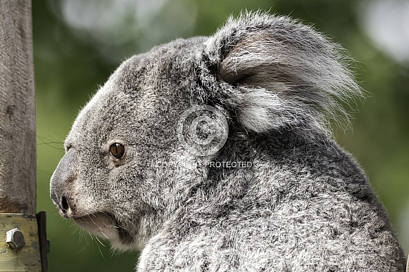 Koala Side Profile