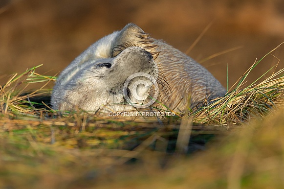 Grey Seal Pup