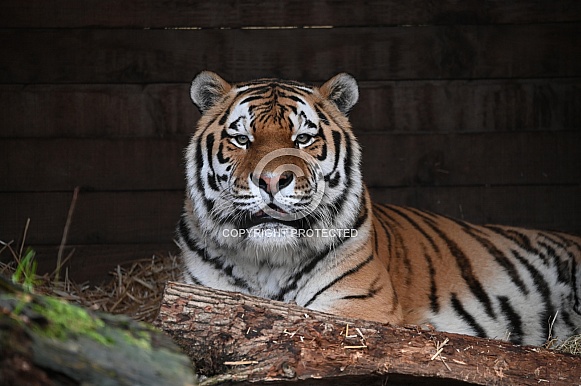 Siberian Tiger