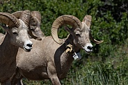 Big Horn Rams