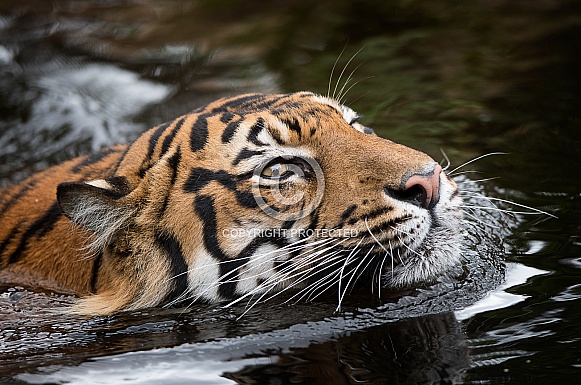 Indrah swimming