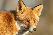 Red Fox