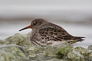 Purple Sandpiper