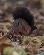 Red squirrel opening sweet chestnut