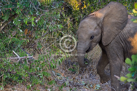 African Elephant Calf African Elephant Calf