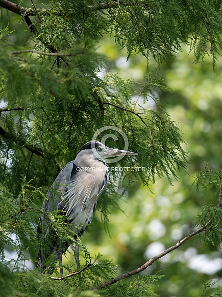 Grey heron