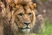 Male African Lion Close Up Looking Back