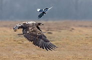 White tailed eagle or European Eagle