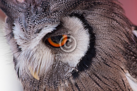 Scops owl