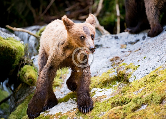 Wild grizzly cub in Alaska