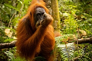 Sumatran orangutan in the jungle.