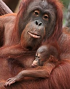 Orangutan Mother and Baby