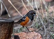 Spotted Towhee along the Front Range of Colorado