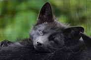 Silver Fox