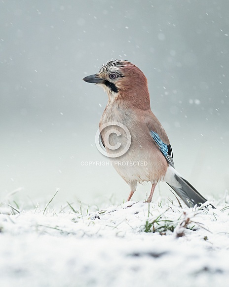Eurasian Jay in Snow Eurasian Jay in Snow