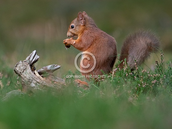 Red squirrels