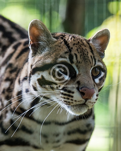 Ocelot