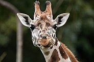 Giraffe Close Up