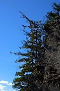 Pine trees growing out of the side of a sheer rock cliff