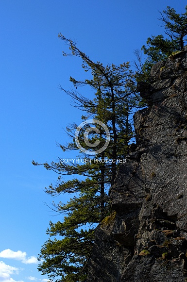 Pine trees growing out of the side of a sheer rock cliff Pine trees growing out of the side of a sheer rock cliff