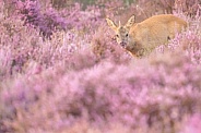 Cheeky Roe Deer Buck
